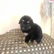 Female Purebred German Shepherd Puppy (1-3 Months) - 2