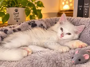 Female Purebred Turkish Angora Kitten (1-3 Months)