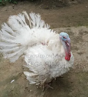Garin Alade Mai Girma Don Siyarwa