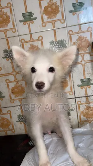Zuriya Mai Tsarki Ta American Eskimo Puppy - 1-3 Watan