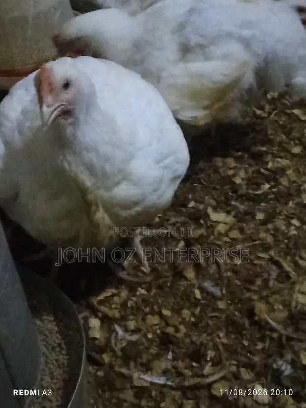 Broilers for Sale - 3 Months Old - 1