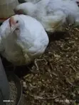 Broilers for Sale - 3 Months Old - 1