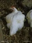 Broilers for Sale - 3 Months Old - 2