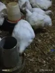 Broilers for Sale - 3 Months Old - 3