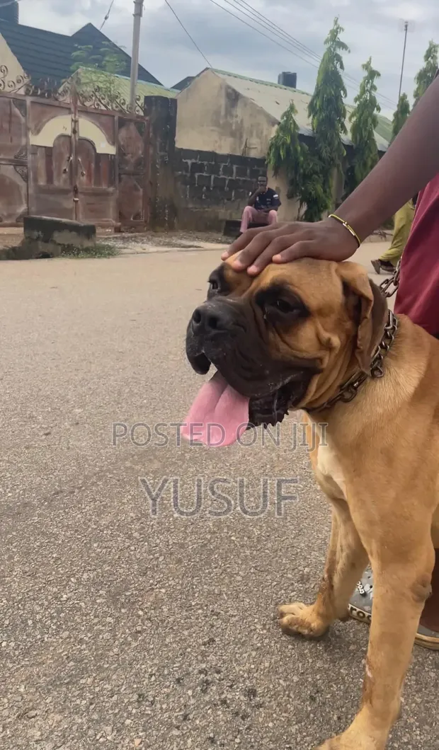 Pedigree Quality Stud Male Boerboel - 1