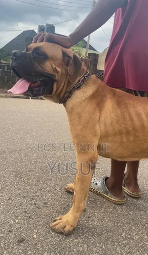 Pedigree Quality Stud Male Boerboel