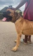 Pedigree Quality Stud Male Boerboel - 2