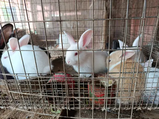 New Zealand White, Chinchilla, Dutch Bunnies - 1