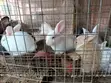 New Zealand White, Chinchilla, Dutch Bunnies - 1
