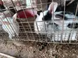 New Zealand White, Chinchilla, Dutch Bunnies - 2
