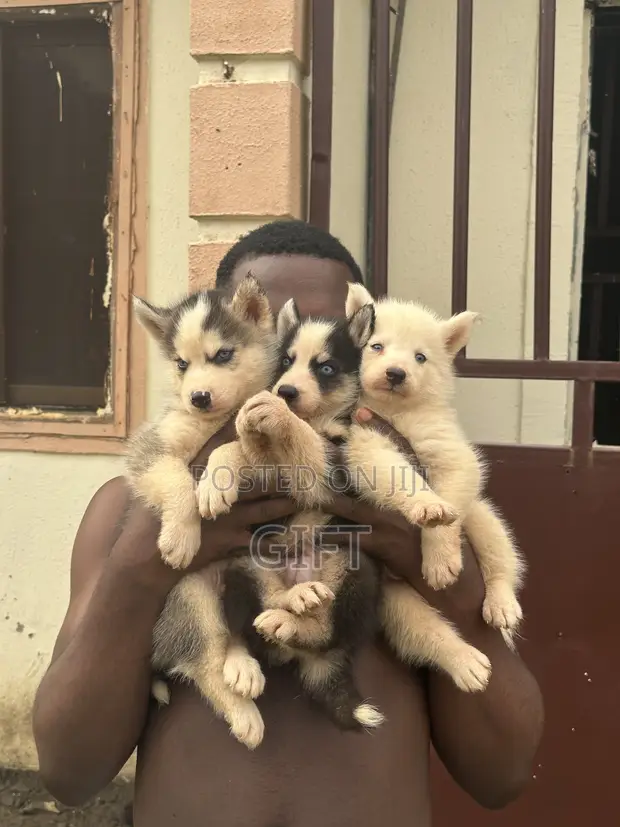 1-3 Month Male Purebred Siberian Husky Puppy - 1