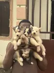 1-3 Month Male Purebred Siberian Husky Puppy - 1