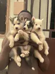 1-3 Month Male Purebred Siberian Husky Puppy - 2