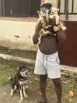 1-3 Month Male Purebred Siberian Husky Puppy - 4