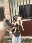 1-3 Month Male Purebred Siberian Husky Puppy - 5