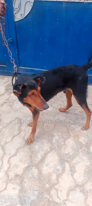 Doberman Pinscher Gaskiya - Sabis na Zuriya