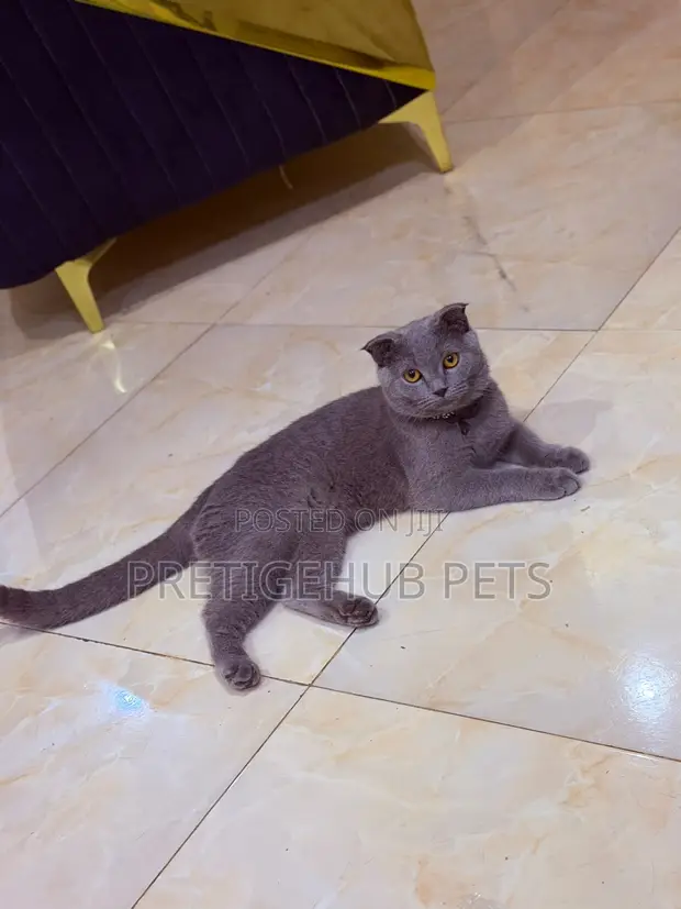 6-12 Month Female Purebred British Shorthair - 1