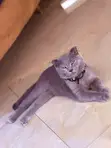 6-12 Month Female Purebred British Shorthair - 2