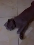 6-12 Month Female Purebred British Shorthair - 3