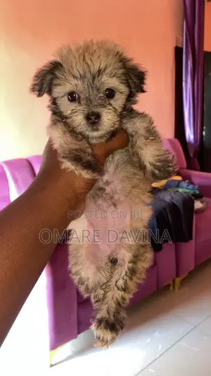 Female Lhasa Apso Puppy, 1-3 Months Old