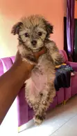 Female Lhasa Apso Puppy, 1-3 Months Old - 1