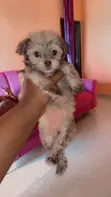 Female Lhasa Apso Puppy, 1-3 Months Old - 2