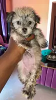 Female Lhasa Apso Puppy, 1-3 Months Old - 3