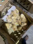 Day Old Chicks Available - 4