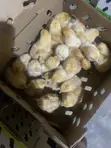 Day Old Chicks Available - 5