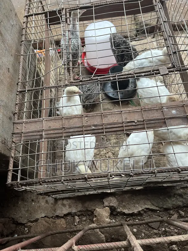Local Turkey (4-6 Weeks Old) - 1