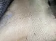 Infiniti G35 2005 Blue - 3