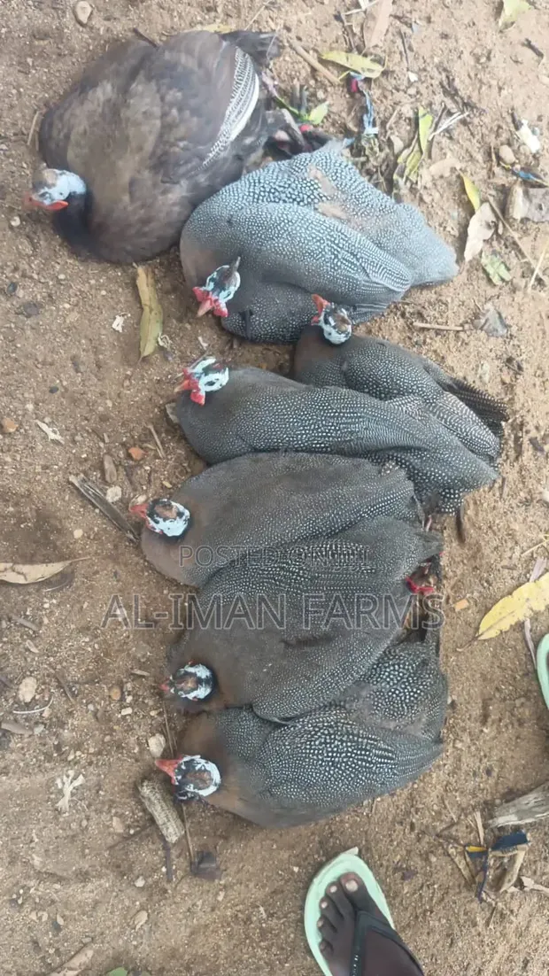Guinea Fowls for Sale - Breeding Stock & Adults Available - 1