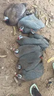 Guinea Fowls for Sale - Breeding Stock & Adults Available - 1