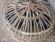 Guinea Fowls for Sale - Breeding Stock & Adults Available - 2