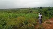 Farmland for Sale in Idele Village, Ogun State - 1