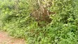 Farmland for Sale in Idele Village, Ogun State - 3