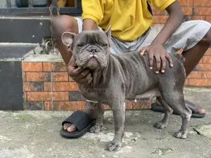 1+ Year Female Purebred French Bulldog