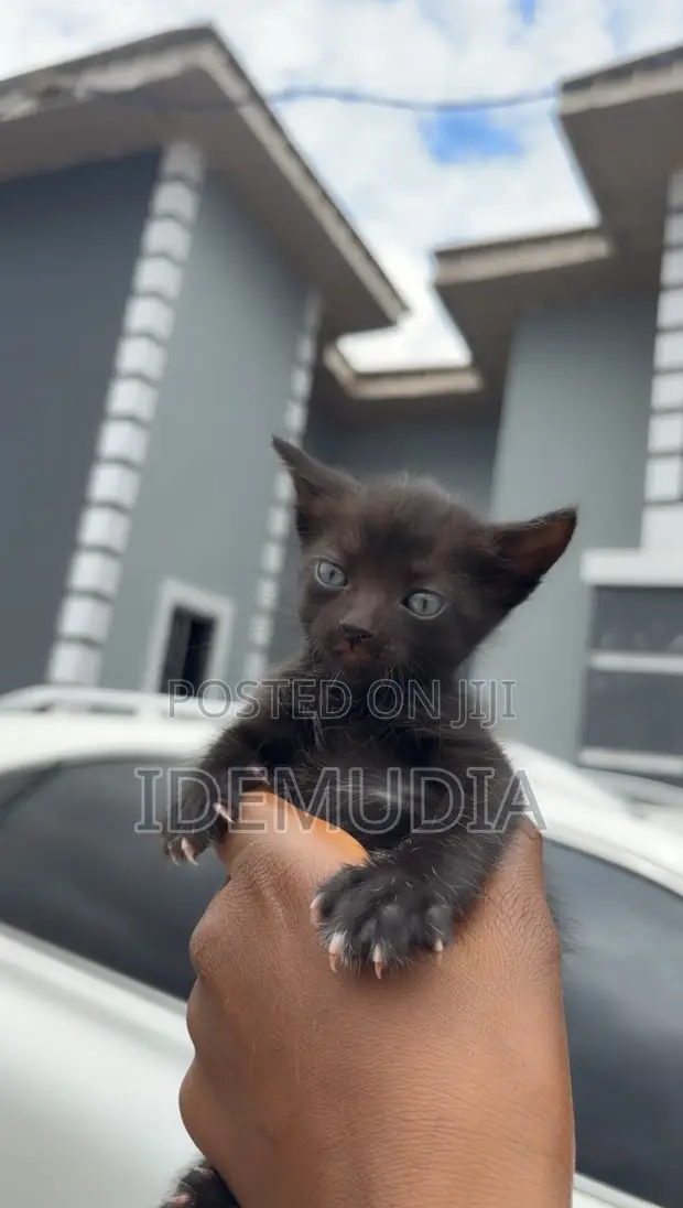 1-3 Month Male Purebred Tabby Kitten - 1
