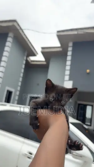 1-3 Month Male Purebred Tabby Kitten