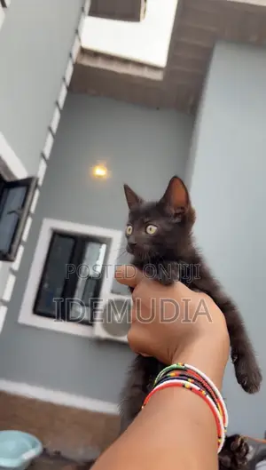 1-3 Month Old Male Purebred Tabby Kitten