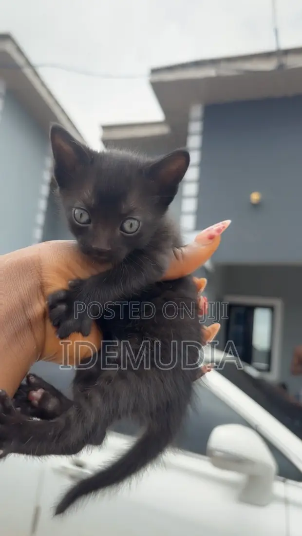 1-3 Month Old Male Purebred Tabby Kitten - 1