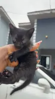 1-3 Month Old Male Purebred Tabby Kitten - 1
