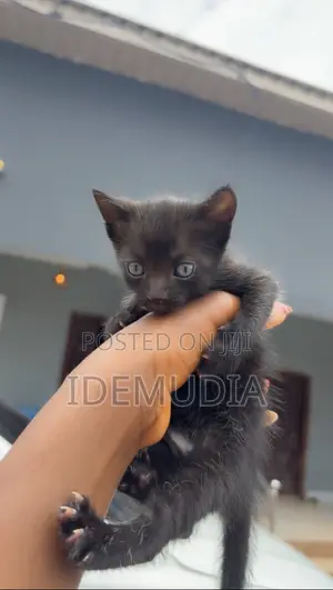 1-3 Month Old Male Purebred Tabby Kitten
