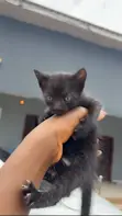 1-3 Month Old Male Purebred Tabby Kitten - 2