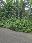250 Acres na Kasuwanci a Iragbiji - 2