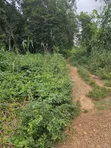 250 Acres na Kasuwanci a Iragbiji - 3