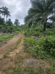 2000 Acres na Filin Noma a Faforiji - 3