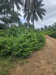 500 Acres Farmland at Araromi Okeodo, Osun State - 1