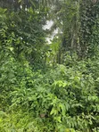 2100 Acres Farmland at Agbora Village, Ikire-Iwo Road - 2