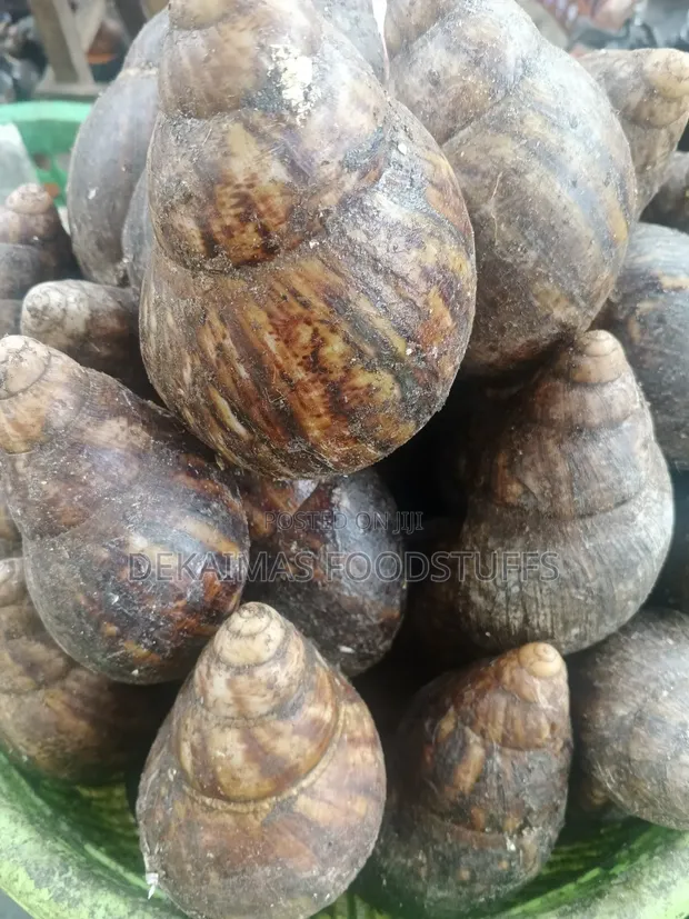Premium Nigerian Bush Snails - Fresh & Meaty - 1